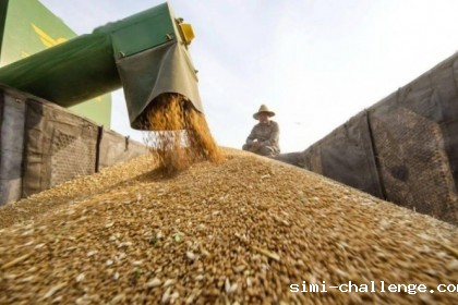 欧洲小麦市场一周聚焦:上周欧洲小麦小幅反弹